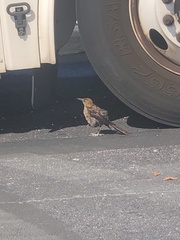 Quiscalus major westoni