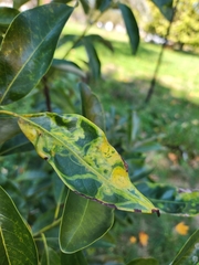 Phyllocnistis magnoliella