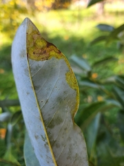 Phyllocnistis magnoliella