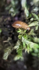 Ectobius pallidus