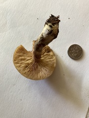Lactarius chrysorrheus