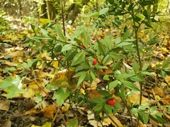 Ruscus aculeatus