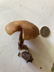 Lactarius chrysorrheus