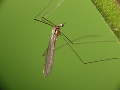 Trichocera bimacula