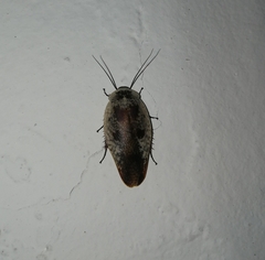 Gyna caffrorum