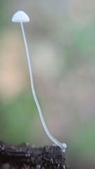 Mycena tenerrima