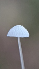 Mycena tenerrima