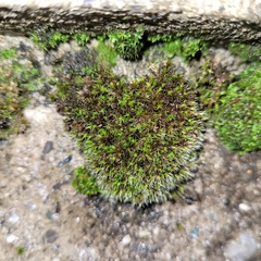 Grimmiaceae