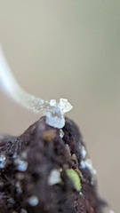 Mycena tenerrima