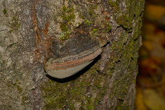 Phellinus tremulae