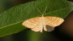 Idaea ochrata