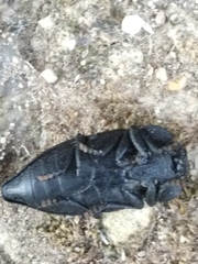 Capnodis tenebrionis