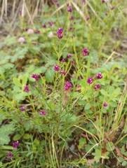 Polygala longicaulis