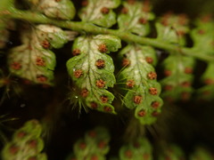 Dryopteris glabra