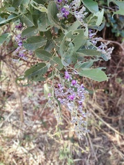 Philenoptera violacea