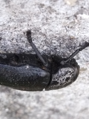 Capnodis tenebrionis