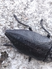 Capnodis tenebrionis