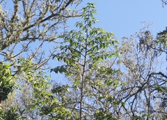 Euphorbia olowaluana