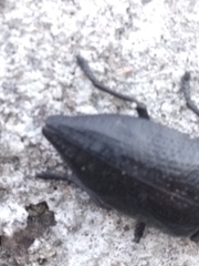 Capnodis tenebrionis