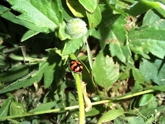 Coccinella