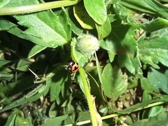 Coccinella