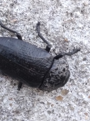 Capnodis tenebrionis