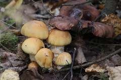 Cortinarius triumphans