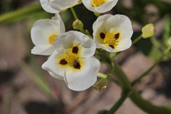 Sagittaria montevidensis