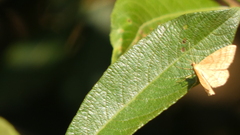 Idaea ochrata