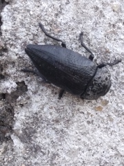 Capnodis tenebrionis