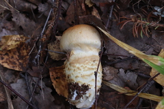 Cortinarius triumphans