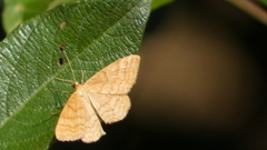 Idaea ochrata