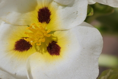 Sagittaria montevidensis
