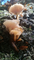 Clitocybe fragrans