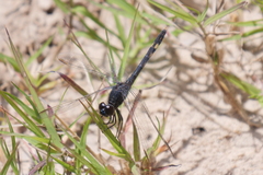 Erythrodiplax nigricans
