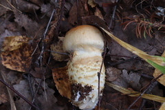Cortinarius triumphans