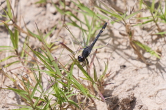 Erythrodiplax nigricans