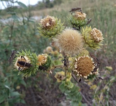Grindelia ciliata