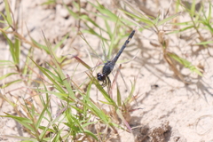 Erythrodiplax nigricans