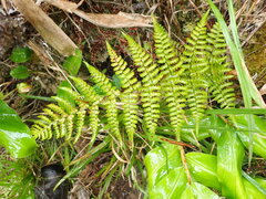 Dryopteris glabra