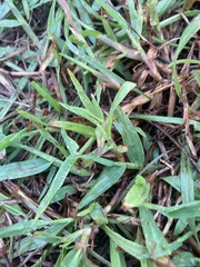 Stenotaphrum secundatum