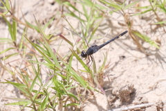Erythrodiplax nigricans