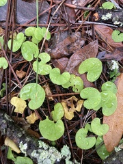 Dichondra carolinensis