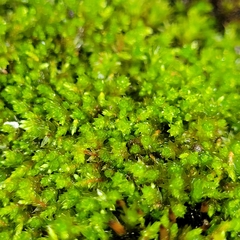Bryum