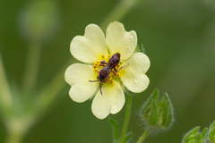 Nomada erigeronis