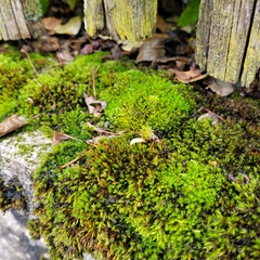 Bryum