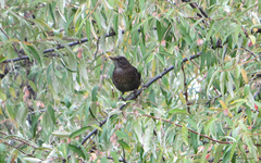 Turdus merula