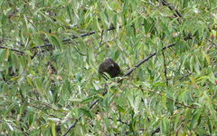 Turdus merula