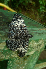 Hamadryas fornax