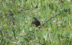Turdus merula